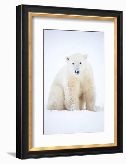 Polar bear sitting in snow during a blizzard, Churchill, Canada-Danny Green-Framed Photographic Print