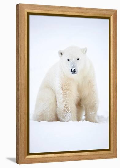 Polar bear sitting in snow during a blizzard, Churchill, Canada-Danny Green-Framed Premier Image Canvas