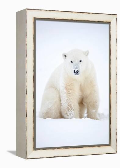 Polar bear sitting in snow during a blizzard, Churchill, Canada-Danny Green-Framed Premier Image Canvas