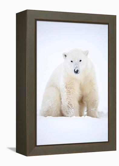 Polar bear sitting in snow during a blizzard, Churchill, Canada-Danny Green-Framed Premier Image Canvas