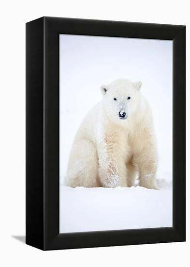 Polar bear sitting in snow during a blizzard, Churchill, Canada-Danny Green-Framed Premier Image Canvas