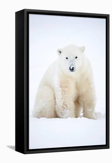 Polar bear sitting in snow during a blizzard, Churchill, Canada-Danny Green-Framed Premier Image Canvas