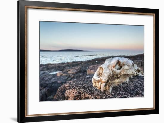 Polar Bear Skull, Hudson Bay, Nunavut, Canada-Paul Souders-Framed Photographic Print