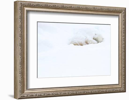 Polar bear sleeping in snow, Churchill, Canada-Danny Green-Framed Photographic Print