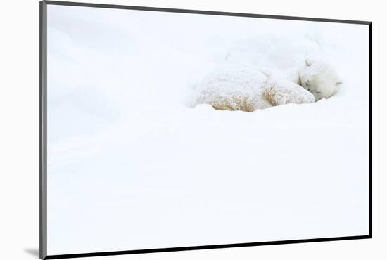Polar bear sleeping in snow, Churchill, Canada-Danny Green-Mounted Photographic Print