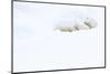 Polar bear sleeping in snow, Churchill, Canada-Danny Green-Mounted Photographic Print