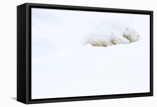 Polar bear sleeping in snow, Churchill, Canada-Danny Green-Framed Premier Image Canvas