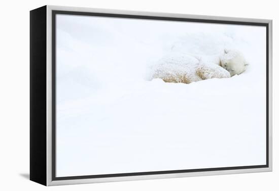 Polar bear sleeping in snow, Churchill, Canada-Danny Green-Framed Premier Image Canvas