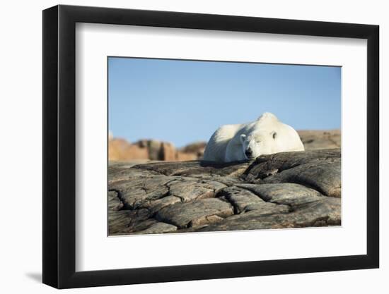 Polar Bear Sleeping on Harbour Islands, Hudson Bay, Nunavut, Canada-Paul Souders-Framed Photographic Print