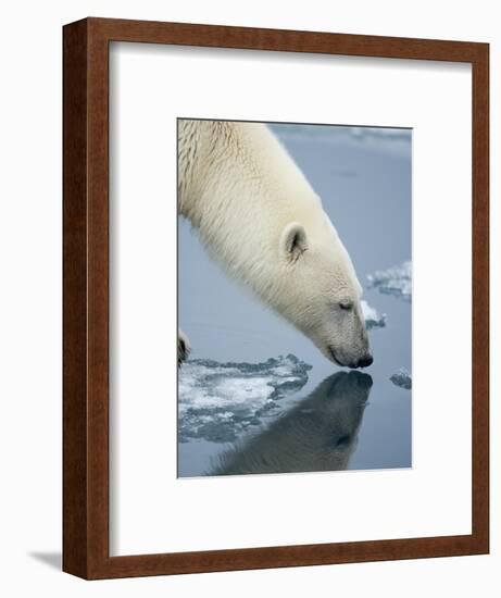 Polar Bear sniffing water-Paul Souders-Framed Photographic Print
