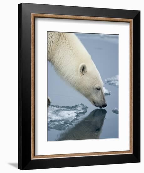 Polar Bear sniffing water-Paul Souders-Framed Photographic Print