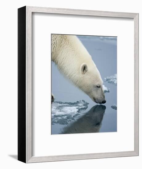 Polar Bear sniffing water-Paul Souders-Framed Photographic Print