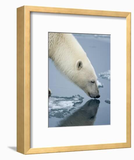 Polar Bear sniffing water-Paul Souders-Framed Photographic Print