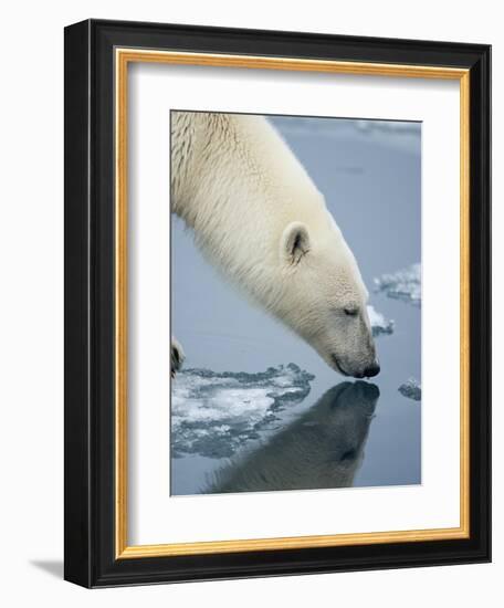 Polar Bear sniffing water-Paul Souders-Framed Photographic Print