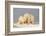 Polar Bear Sow with a 2-Year-Old Cub, Bernard Spit, ANWR, Alaska, USA-Steve Kazlowski-Framed Photographic Print