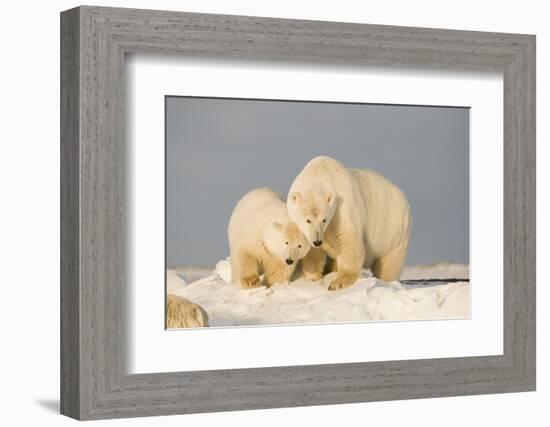 Polar Bear Sow with a 2-Year-Old Cub, Bernard Spit, ANWR, Alaska, USA-Steve Kazlowski-Framed Photographic Print