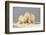 Polar Bear Sow with a 2-Year-Old Cub, Bernard Spit, ANWR, Alaska, USA-Steve Kazlowski-Framed Photographic Print