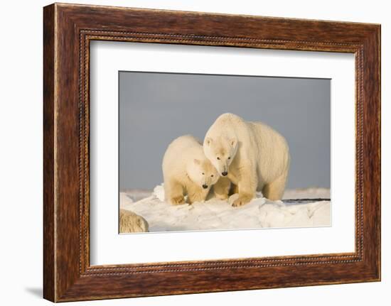 Polar Bear Sow with a 2-Year-Old Cub, Bernard Spit, ANWR, Alaska, USA-Steve Kazlowski-Framed Photographic Print