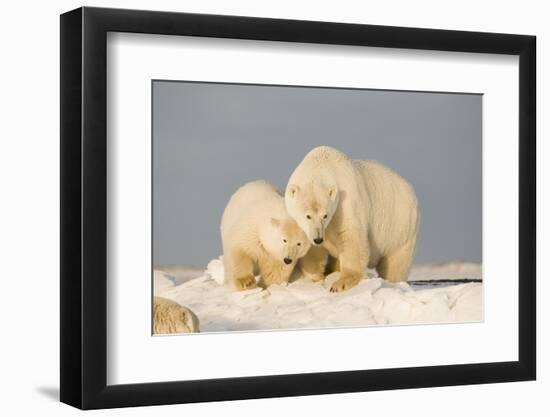 Polar Bear Sow with a 2-Year-Old Cub, Bernard Spit, ANWR, Alaska, USA-Steve Kazlowski-Framed Photographic Print