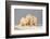 Polar Bear Sow with a 2-Year-Old Cub, Bernard Spit, ANWR, Alaska, USA-Steve Kazlowski-Framed Photographic Print