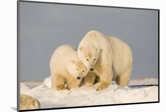 Polar Bear Sow with a 2-Year-Old Cub, Bernard Spit, ANWR, Alaska, USA-Steve Kazlowski-Mounted Photographic Print