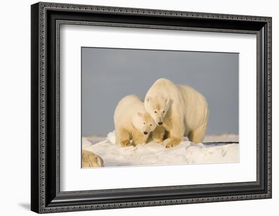 Polar Bear Sow with a 2-Year-Old Cub, Bernard Spit, ANWR, Alaska, USA-Steve Kazlowski-Framed Photographic Print