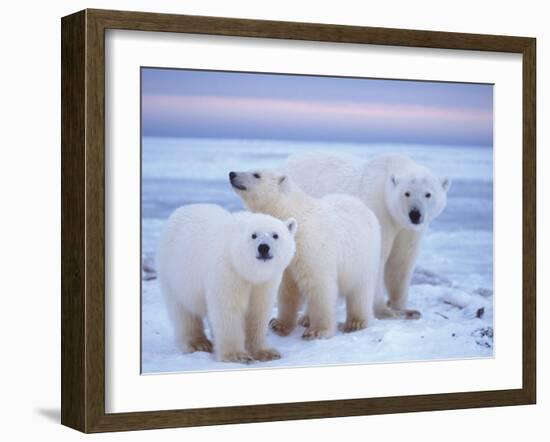 Polar Bear Sow with Cubs, Arctic National Wildlife Refuge, Alaska, USA-Steve Kazlowski-Framed Photographic Print
