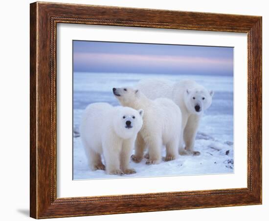 Polar Bear Sow with Cubs, Arctic National Wildlife Refuge, Alaska, USA-Steve Kazlowski-Framed Photographic Print