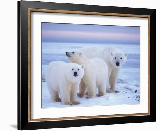 Polar Bear Sow with Cubs, Arctic National Wildlife Refuge, Alaska, USA-Steve Kazlowski-Framed Photographic Print