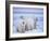 Polar Bear Sow with Cubs, Arctic National Wildlife Refuge, Alaska, USA-Steve Kazlowski-Framed Photographic Print