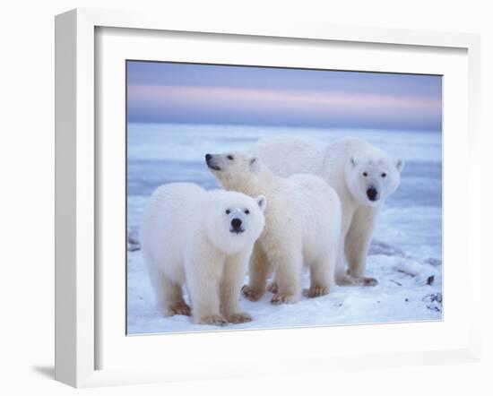 Polar Bear Sow with Cubs, Arctic National Wildlife Refuge, Alaska, USA-Steve Kazlowski-Framed Photographic Print