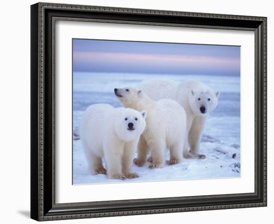 Polar Bear Sow with Cubs, Arctic National Wildlife Refuge, Alaska, USA-Steve Kazlowski-Framed Photographic Print