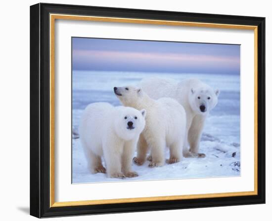 Polar Bear Sow with Cubs, Arctic National Wildlife Refuge, Alaska, USA-Steve Kazlowski-Framed Photographic Print