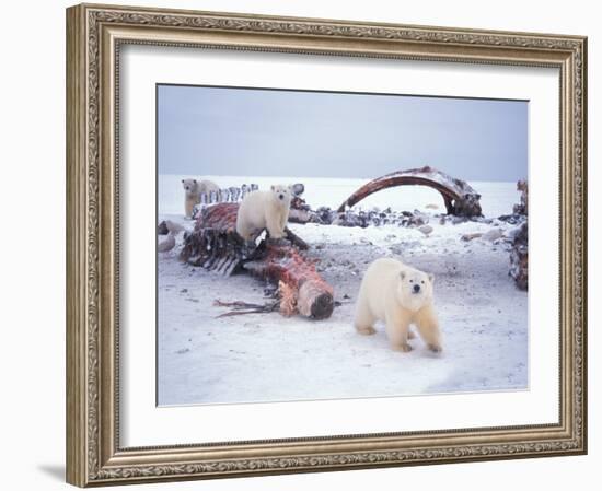 Polar Bear Sow with Spring Cubs Scavenging on a Bowhead Whale, Alaska, USA-Steve Kazlowski-Framed Photographic Print