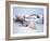 Polar Bear Sow with Spring Cubs Scavenging on a Bowhead Whale, Alaska, USA-Steve Kazlowski-Framed Photographic Print