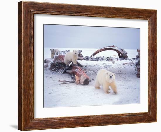 Polar Bear Sow with Spring Cubs Scavenging on a Bowhead Whale, Alaska, USA-Steve Kazlowski-Framed Photographic Print