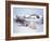 Polar Bear Sow with Spring Cubs Scavenging on a Bowhead Whale, Alaska, USA-Steve Kazlowski-Framed Photographic Print