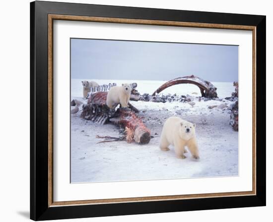 Polar Bear Sow with Spring Cubs Scavenging on a Bowhead Whale, Alaska, USA-Steve Kazlowski-Framed Photographic Print