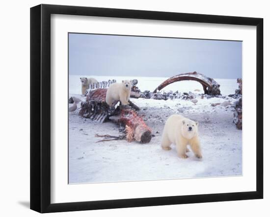 Polar Bear Sow with Spring Cubs Scavenging on a Bowhead Whale, Alaska, USA-Steve Kazlowski-Framed Photographic Print
