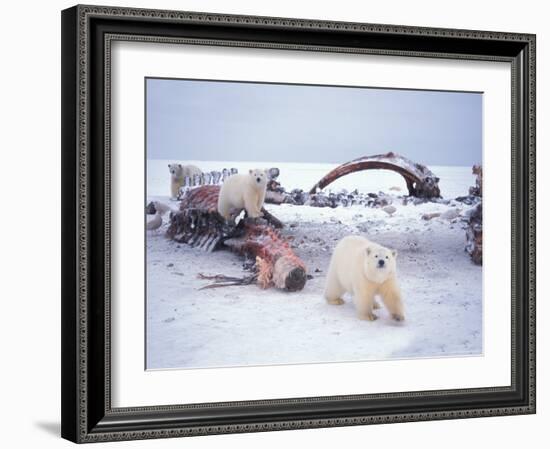 Polar Bear Sow with Spring Cubs Scavenging on a Bowhead Whale, Alaska, USA-Steve Kazlowski-Framed Photographic Print