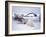 Polar Bear Sow with Spring Cubs Scavenging on a Bowhead Whale, Alaska, USA-Steve Kazlowski-Framed Photographic Print