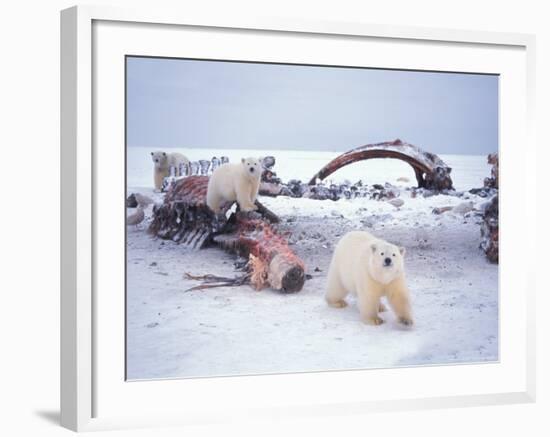 Polar Bear Sow with Spring Cubs Scavenging on a Bowhead Whale, Alaska, USA-Steve Kazlowski-Framed Photographic Print