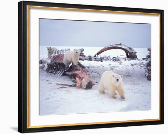 Polar Bear Sow with Spring Cubs Scavenging on a Bowhead Whale, Alaska, USA-Steve Kazlowski-Framed Photographic Print