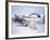 Polar Bear Sow with Spring Cubs Scavenging on a Bowhead Whale, Alaska, USA-Steve Kazlowski-Framed Photographic Print