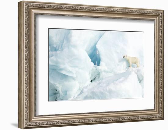 Polar bear standing on glacier. Svalbard, Norway-Danny Green-Framed Photographic Print