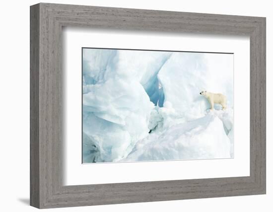 Polar bear standing on glacier. Svalbard, Norway-Danny Green-Framed Photographic Print