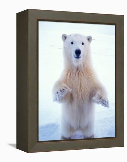 Polar Bear Standing on Pack Ice of the Arctic Ocean, Arctic National Wildlife Refuge, Alaska, USA-Steve Kazlowski-Framed Premier Image Canvas