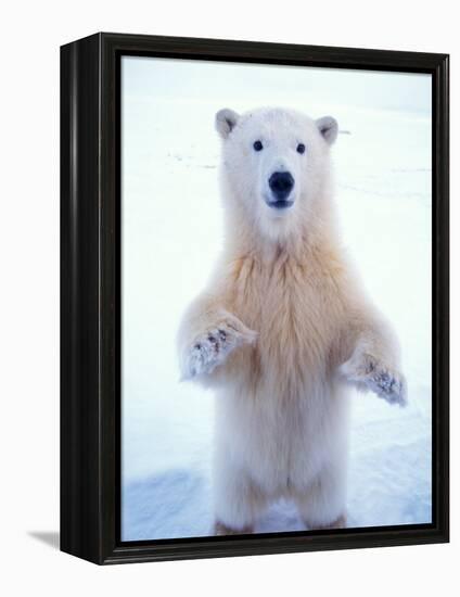 Polar Bear Standing on Pack Ice of the Arctic Ocean, Arctic National Wildlife Refuge, Alaska, USA-Steve Kazlowski-Framed Premier Image Canvas