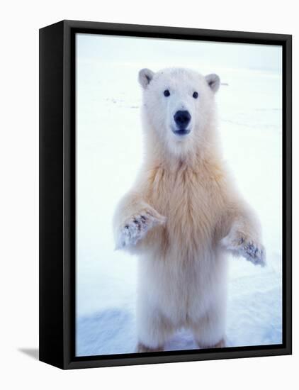 Polar Bear Standing on Pack Ice of the Arctic Ocean, Arctic National Wildlife Refuge, Alaska, USA-Steve Kazlowski-Framed Premier Image Canvas