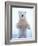 Polar Bear Standing on Pack Ice of the Arctic Ocean, Arctic National Wildlife Refuge, Alaska, USA-Steve Kazlowski-Framed Photographic Print